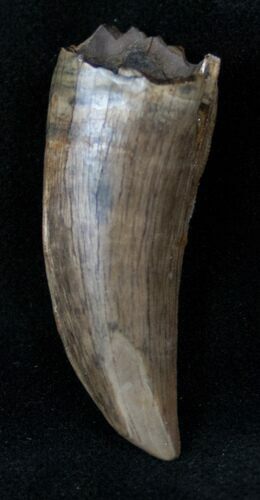 Tyrannosaur Tooth - Interesting Wear Pattern #13147